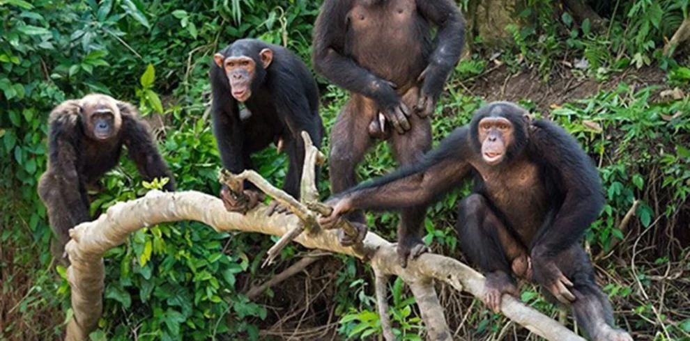3 Days Chimpanzee Trekking
