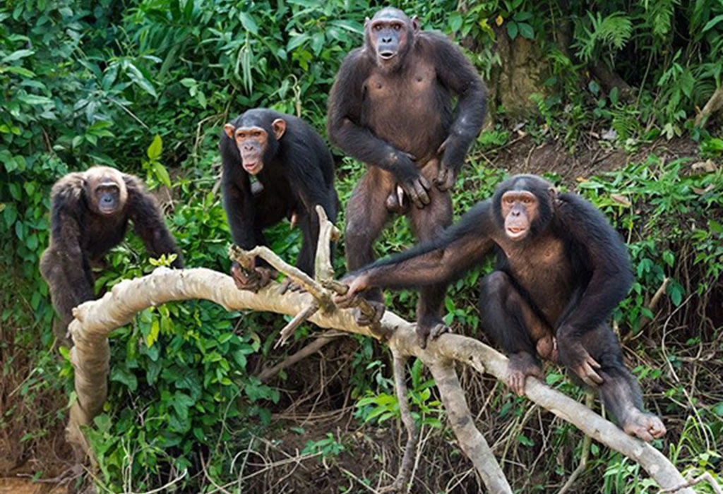 3 Days Chimpanzee Trekking