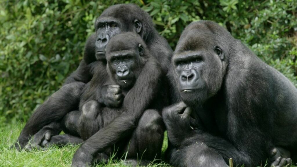 Gorilla Poaching Statistics