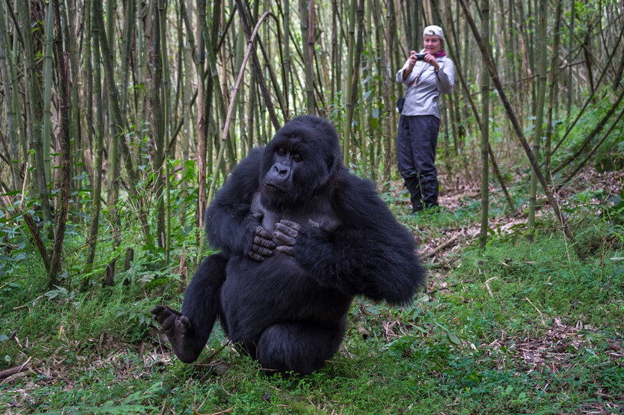 Gorilla Trekking Tourism Uganda & Rwanda