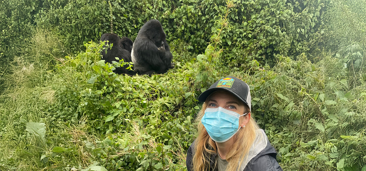 Majestic silverback gorilla in Bwindi forest during trek