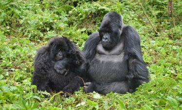 3 Days Gorillas & Lake Bunyonyi