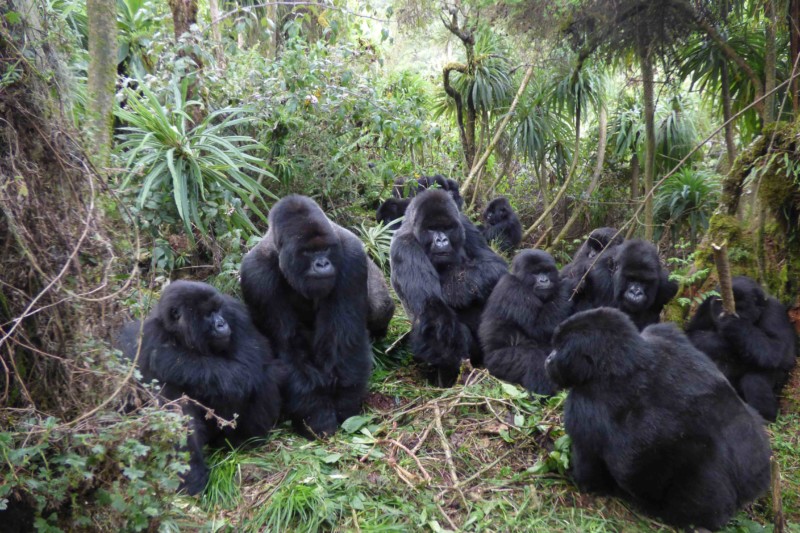 Gorilla Poaching Statistics