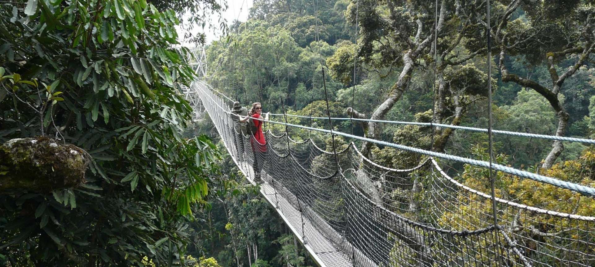 Travel to Nyungwe Forest National Park – Canopy Walk Adventure