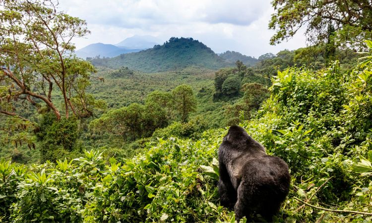 Rwanda Gorilla Trekking Prices