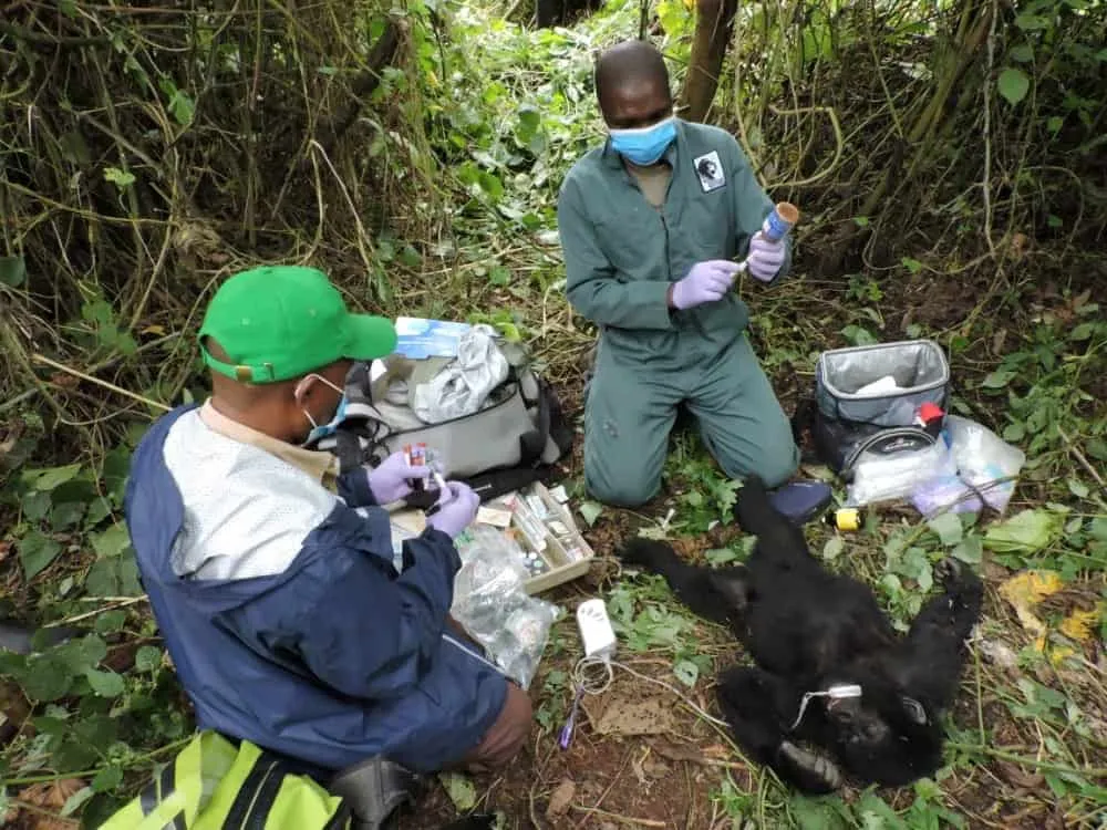rangers removing snares to protect gorilla families: