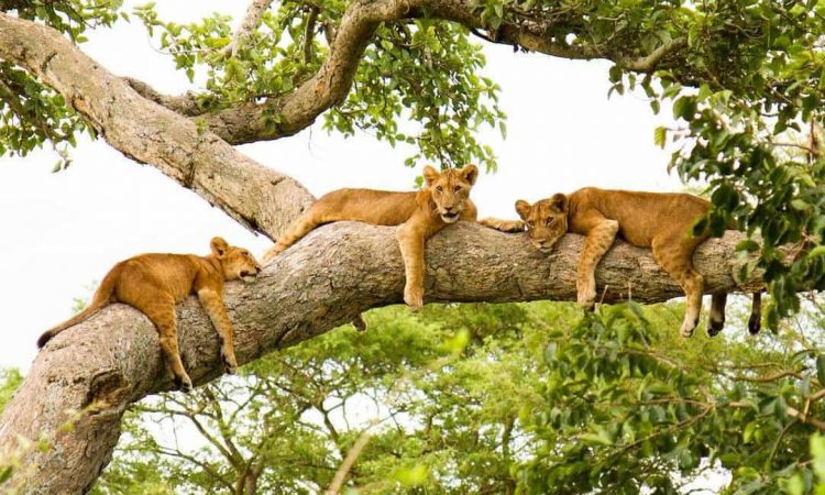 Tree-climbing lions