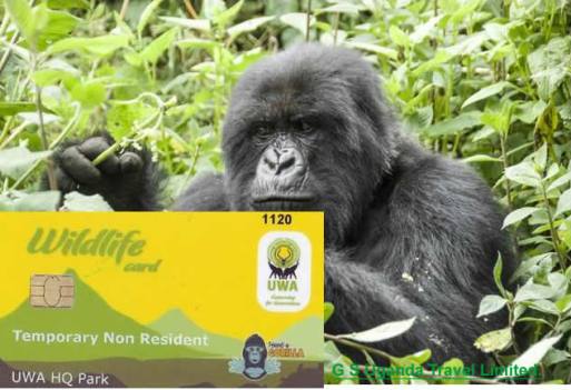 Uganda Gorilla Trekking Permits
