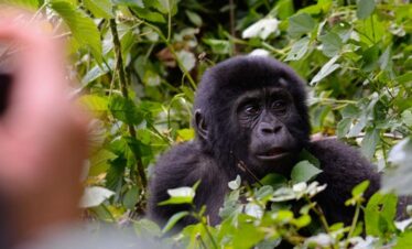 2 Days Mgahinga Gorilla Tour