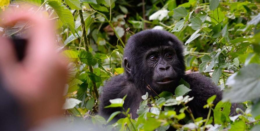 2 Days Mgahinga Gorilla Tour