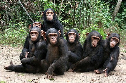 Chimpanzee Trekking & Nature Walks