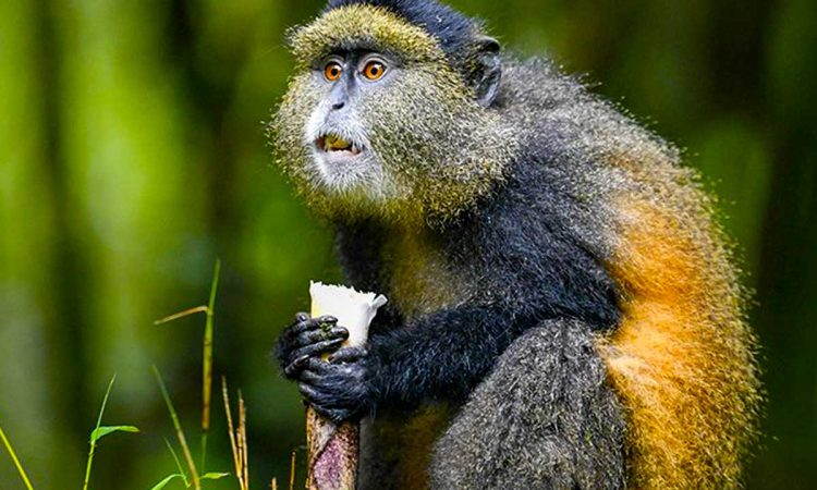 Golden Monkey Trekking