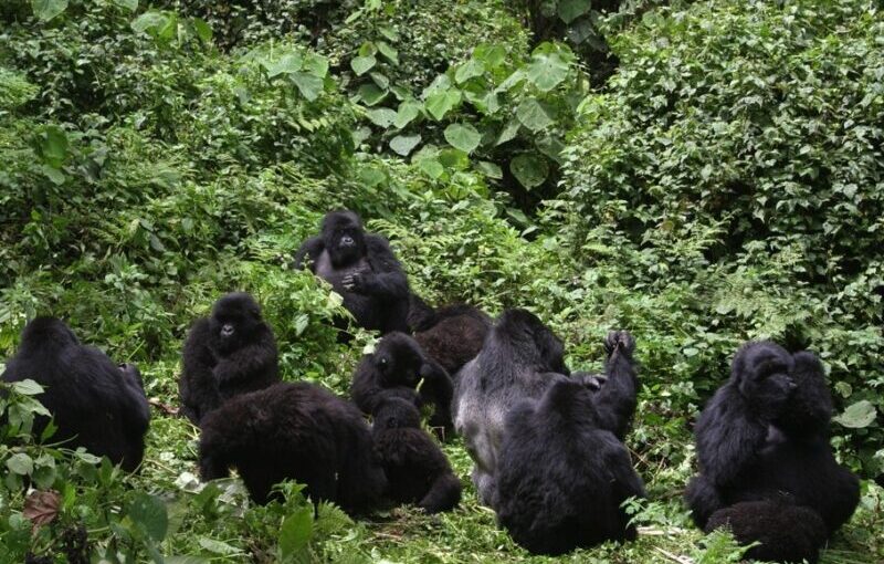 Gorilla Families and Groups
