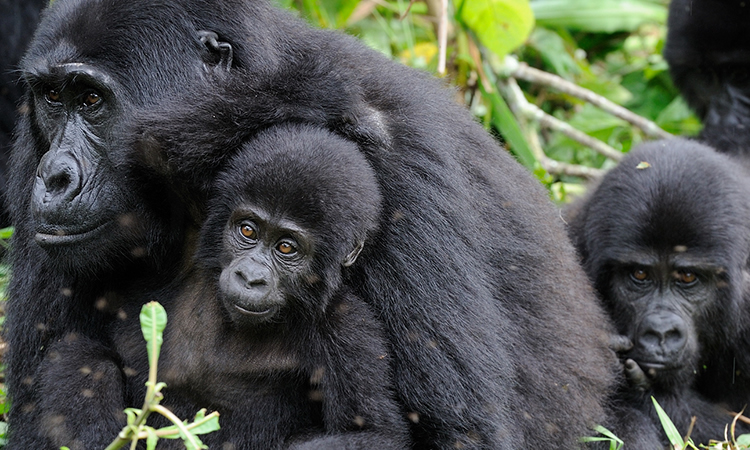 Best Time to Trek Gorillas