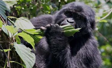 3 Days Gorilla & Chimpanzee