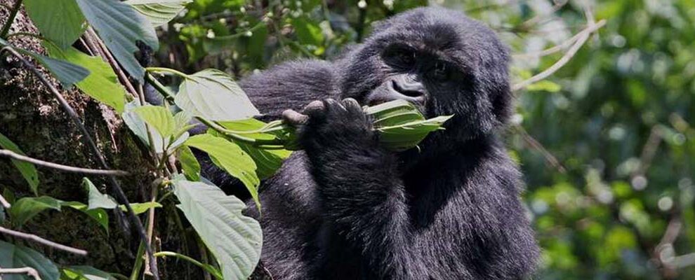 3 Days Gorilla & Chimpanzee