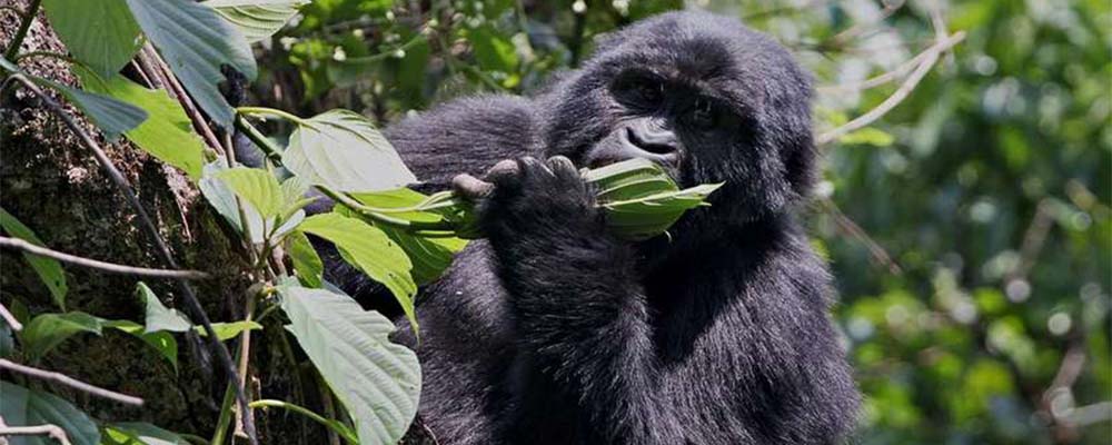 3 Days Gorilla & Chimpanzee