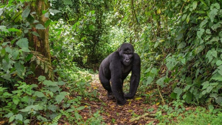 4 Days Gorilla & Lake Bunyonyi Trekking