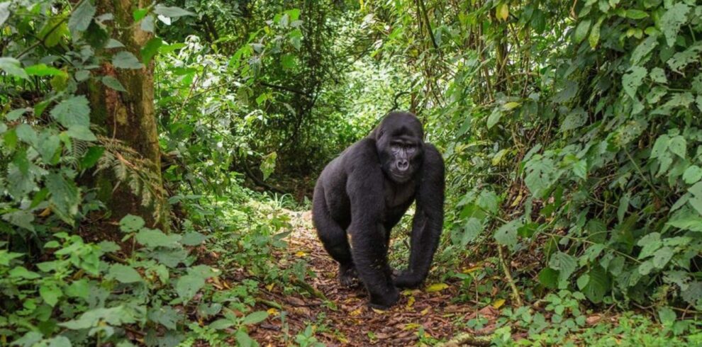 4 Days Gorilla & Lake Bunyonyi Trekking
