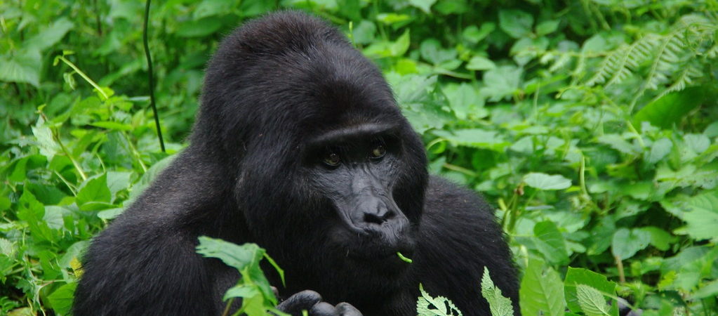 3 Days Uganda Gorilla Safari