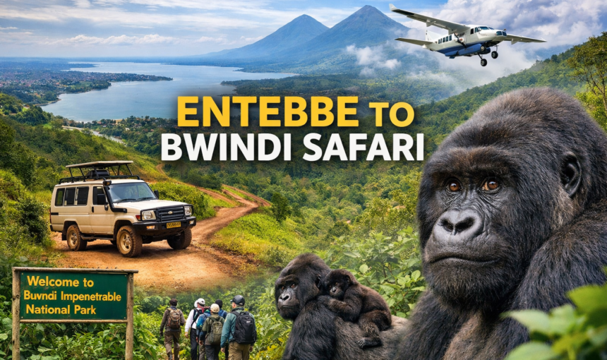 Entebbe To Bwindi Safari