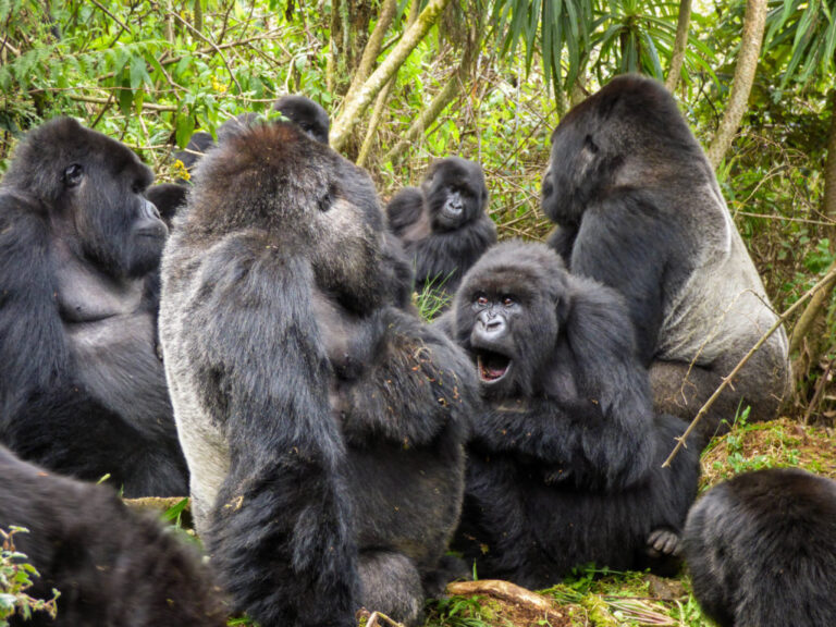 Gorilla Family Hierarchy Explained Guide: Insider Facts 2026