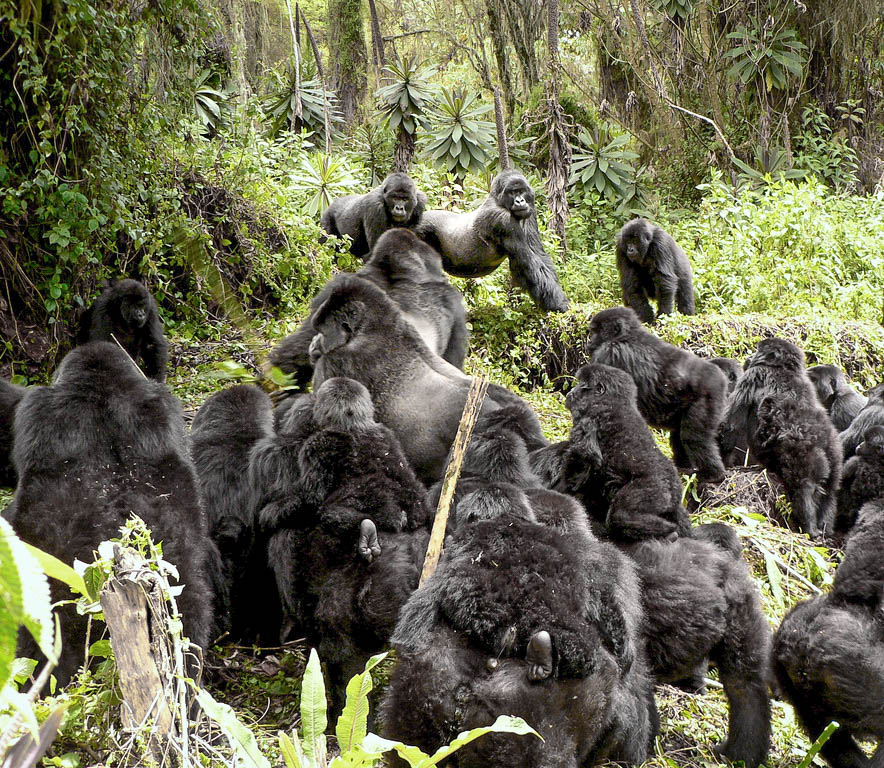 Conservation Threats to Gorilla Families