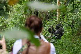 Gorilla Trekking Difficulty Level in Uganda and Rwanda
