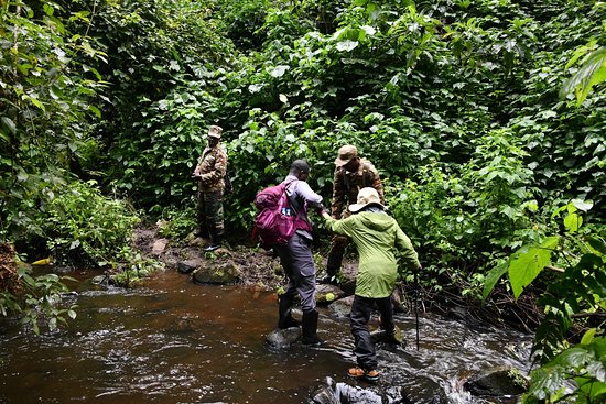 Gorilla Trekking in Volcanoes National Park