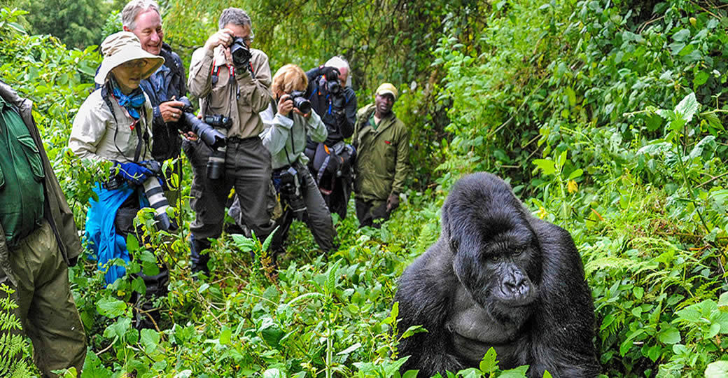 Gorilla Trekking Difficulty Level