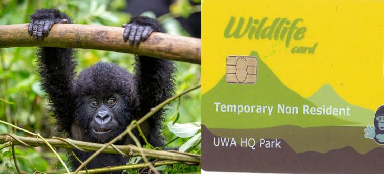 How to Book Gorilla Trekking