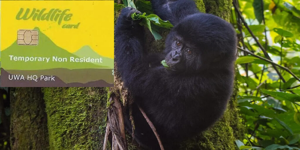 How to Book Gorilla Trekking