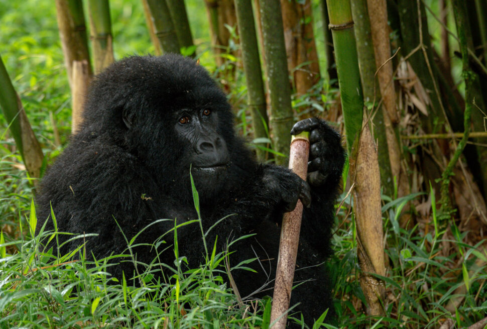 Gorilla Trekking Rules