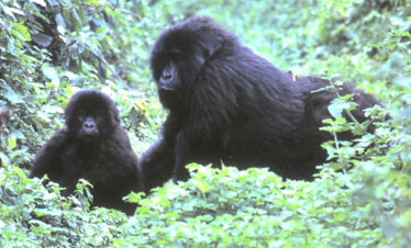 3 Days Uganda Gorilla Safari