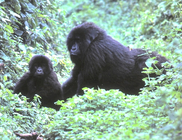 3 Days Uganda Gorilla Safari