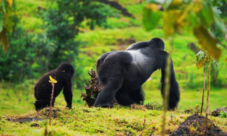Gorilla Troop Social Structure