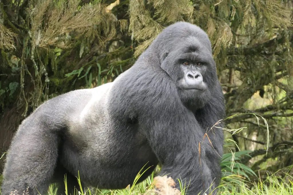 Silverback Gorilla Behaviour