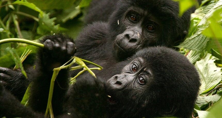 Top Tour Companies For Gorilla Trekking