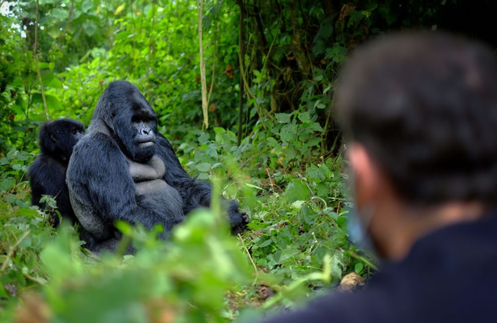 How Much Does Gorilla Trekking Cost in 2026?