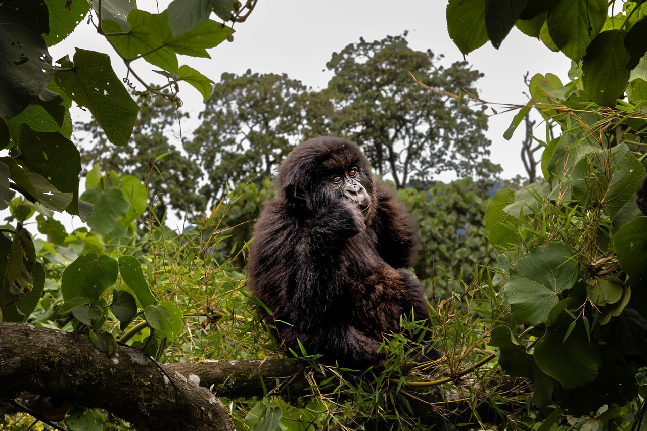 Red Flags to Avoid When Booking Gorilla Safaris