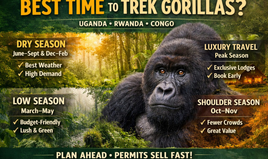 Best Time to Trek Gorillas