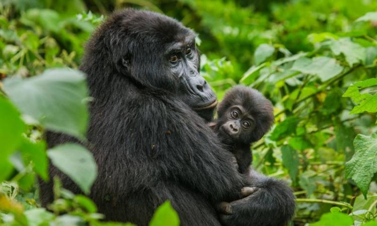 7 Days Rwanda Gorilla and Wildlife Tour