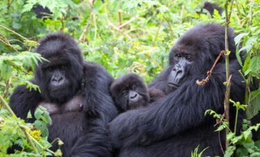2 Days Uganda Gorilla Trekking Tour