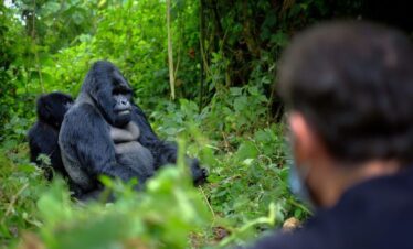 3 Day Gorilla Habituation Bwindi