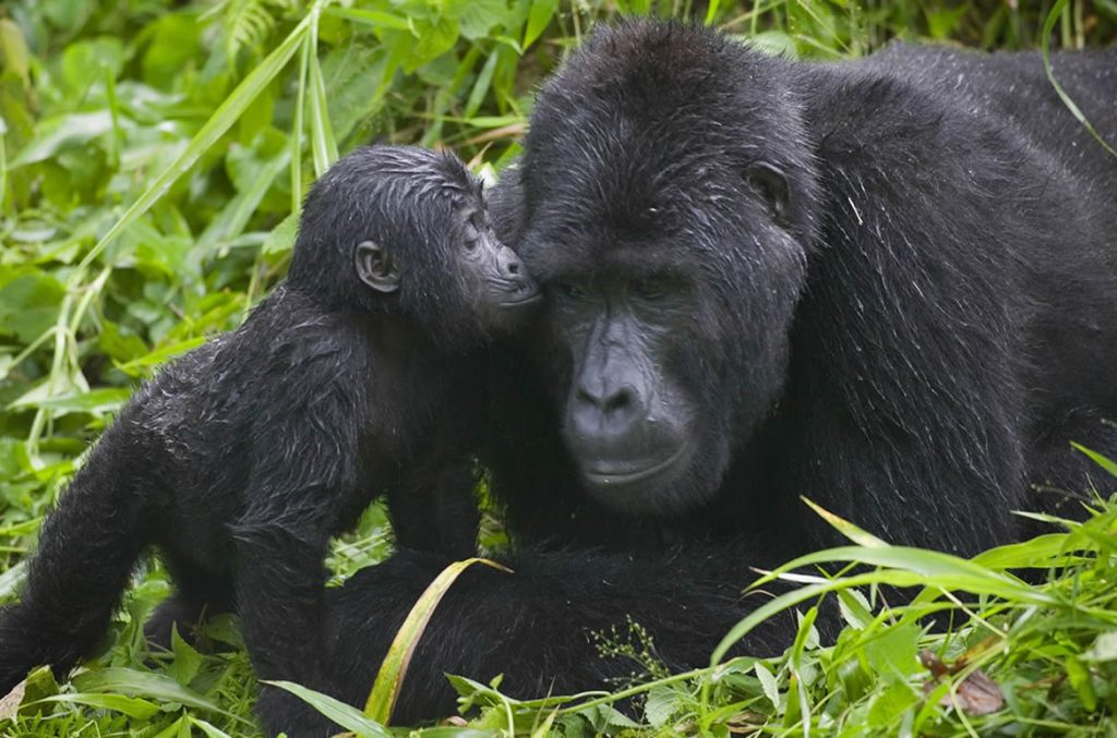 3 Day Gorilla Habituation Bwindi