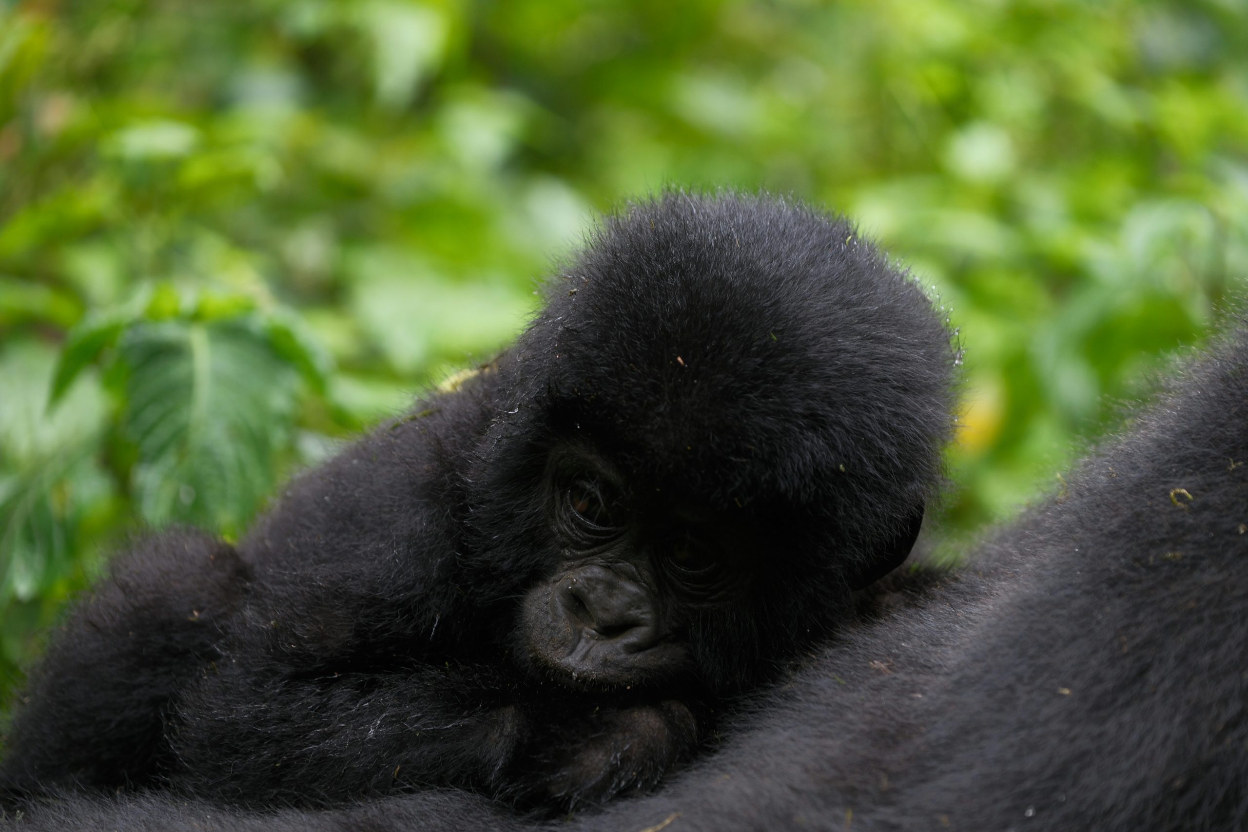 Gorilla Trekking Destinations in Africa: Where to Go