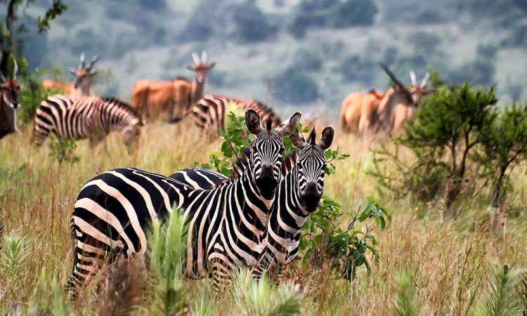 5 Days Uganda Gorilla & Wildlife