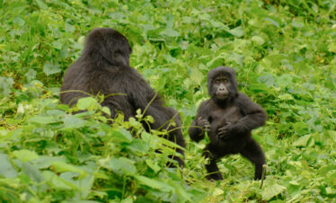 Exciting 7 Days Rwanda Uganda Safari