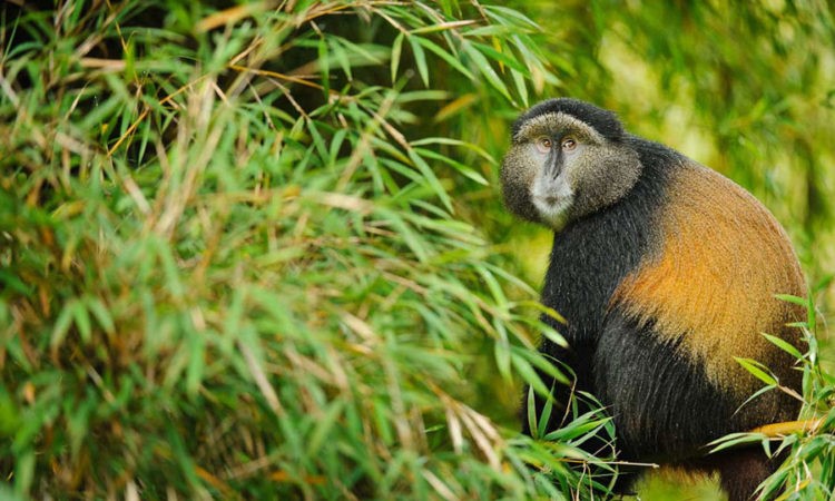 Exciting 7 Days Rwanda Uganda Safari