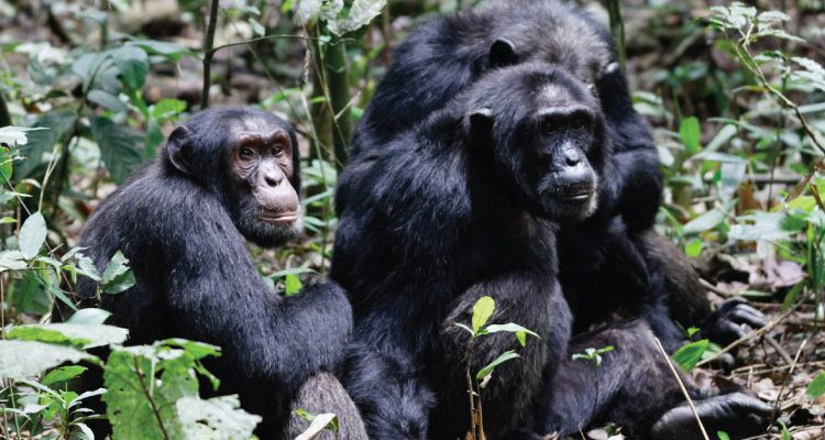 7 Days Uganda Primate Safari